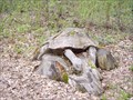 Image for Stump Turtle - Little Falls, MN