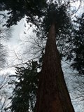 Image for Mammutbaum bei den Niester Riesen