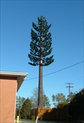 Image for Pine Tree Cell Phone Tower, Durham, North Carolina