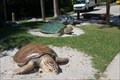 Image for Sea Turltes Garden - Boca Raton, Florida