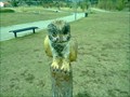Image for Owl - Lisboa, Portugal