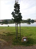 Image for The tree of liberty - Kotencice, Czech Republic