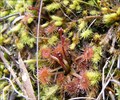 Image for Drosera peltata - Hobart, Tasmania