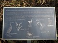 Image for Birds of Yarra Glen Reserve - Yarra Glen Vic, Australia