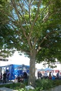 Image for Tree Dedicated to Earthquake Victims - Christchurch, Canterbury, New Zealand