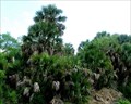 Image for Sabal Palm Sanctuary - Brownsville, Texas