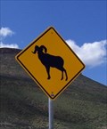 Image for Another Bighorn Sheep Crossing in Colo