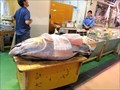 Image for Tsukiji Fish Market - Tokyo, Japan