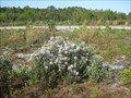 Image for Wildflowers of Wekiwa are Florida's fall colors, thanks to controlled burns