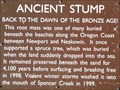 Image for Ancient Stump