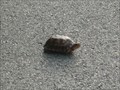 Image for Turtle Crossing - Reservoir Road - Kingsport, TN