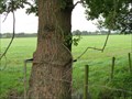 Image for Metal Eating Tree, Twemlow, Cheshire.