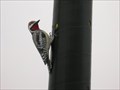 Image for Giant Woodpeckers