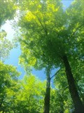 Image for Sugar Maple - Chelsea, QC