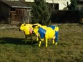 Image for Yellow Cows - Bad Imnau, Germany, BW