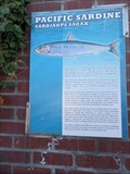 Image for Pacific Sardine  -  Monterey, CA