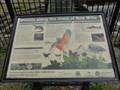 Image for Wildlife Along The Rivers - New Mills, UK
