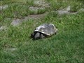 Image for Gopher Tortoise - Fort Myers Beach, Florida, USA