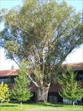 Image for Eucalyptus at the cemetery -- Rancho Cordova CA