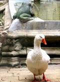 Image for Barcelona Cathedral Cloister Geese - Barcelona, Spain