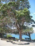 Image for Tree Dedicated to the crew of H.M.A.S. Sydney, Bradleys Head, NSW Australia