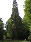 Image for Giant Sequoia - Tall Trees Trail, Rhinefield, New Forest, South Hampshire