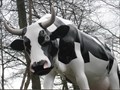 Image for Cow - Dairy Ice Cream - Heights of Abraham, Matlock Bath, Derbyshire, UK