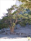 Image for The Bristlecone Pine Raintree 