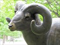 Image for Bighorn Ram - Fort Collins, CO