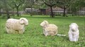 Image for Sheep - Somerset Rural Life Museum, Glastonbury, Somerset, UK
