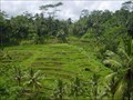Image for Rice Terraces - Tegallalang, Kabupaten Gianyar, Bali, Indonesia