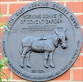 Image for Working Donkeys - Covent Garden, London, UK