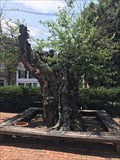 Image for LARGEST -- White Mulberry in Anne Arundel County - Annapolis, MD