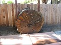 Image for Campbell Historical Museum Tree ring display - Campbell, CA