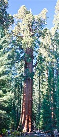 Image for General Sherman Tree - Sequoia National Park, California, USA