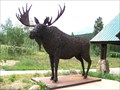 Image for Moose- Colorado State Forest