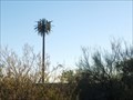 Image for Palm Tree Cell Tower on Craycroft - Tucson, AZ
