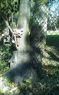 Image for Mesh Wire Fence Eating Trees - Neuwied, Rheinland-Pfalz, Germany