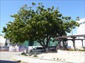 Image for FIRST - Neem Tree Planted in the Cayman Islands - George Town, Cayman Islands