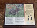 Image for Eastern Cottontail Rabbit - Flower Mound, TX