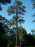 Image for Mineral Springs Longleaf Pine