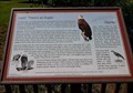 Image for Eagles, Osprey, and Water Birds - Kinzua Dam - Warren County, PA