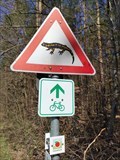 Image for Fire Salamanders Crossing - Nehren, Germany, BW