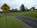 Image for Cassowaries and Kangaroos crossing