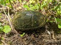 Image for Eastern Mud Turtle - Heron Pond - Belknap, IL