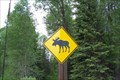 Image for Moose Crossing near Moran Junction, Grand Teton NP