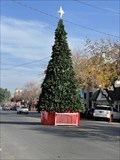 Image for Downtown Kingsburg Tree - Kingsburg, CA