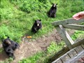 Image for Feed the Bears - Parc Oméga - Montebello, QC