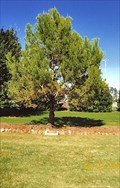 Image for Gallipoli Lone Pine Seedling, Maitland Park, Maitland