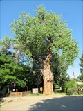 Image for Ute Council Tree (Cottonwood) - Delta, CO